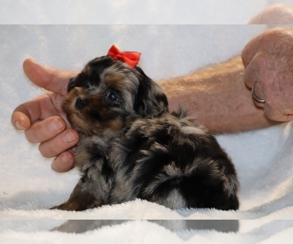Medium Photo #11 ShihPoo Puppy For Sale in DYERSBURG, TN, USA