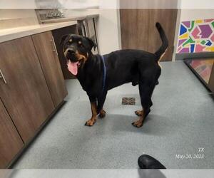 Rottweiler Dogs for adoption in Baytown, TX, USA