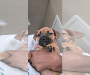 American Pit Bull Terrier Puppy for sale in CHARLOTTE, NC, USA