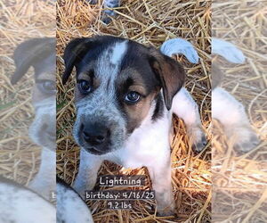 Mutt Dogs for adoption in Springdale, PA, USA