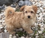 Small #11 Yo-Chon