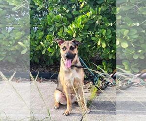 German Shepherd Dog Dogs for adoption in Pompano Beach , FL, USA