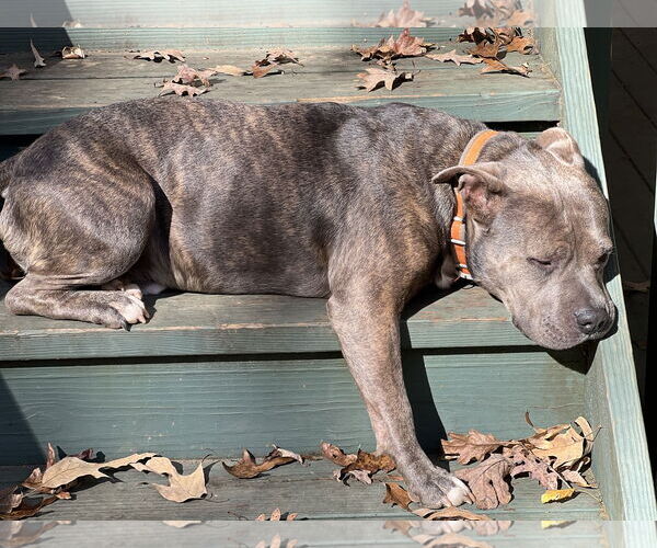 Medium Photo #4 American Pit Bull Terrier Puppy For Sale in Lakemont, GA, USA