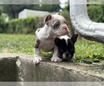 Small #4 American Bully