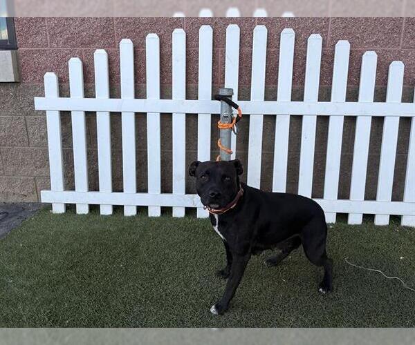 Medium Photo #1 Chihuahua-Labrador Retriever Mix Puppy For Sale in Modesto, CA, USA