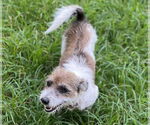 Small Chihuahua Mix