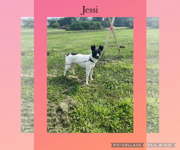 Medium Photo #1 Jack-Rat Terrier Puppy For Sale in Kewanee, IL, USA