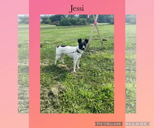 Jack-Rat Terrier Dogs for adoption in Kewanee, IL, USA