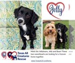 Jelly - Female Dachshund-Unknown Mix Dog for Adoption - Small photo