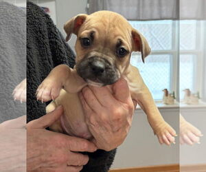 Mutt Dogs for adoption in Clarkston, MI, USA