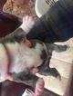 Small Photo #3 English Bulldog Puppy For Sale in HILLSBORO, NC, USA