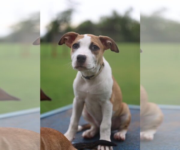 Medium Photo #4 Mutt Puppy For Sale in Greenville, SC, USA