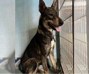 German Shepherd Dog-Unknown Mix Dogs for adoption in Pasadena, CA, USA