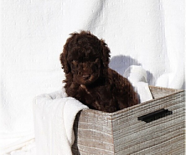 Medium Photo #6 Poodle (Standard) Puppy For Sale in LAKE CITY, FL, USA