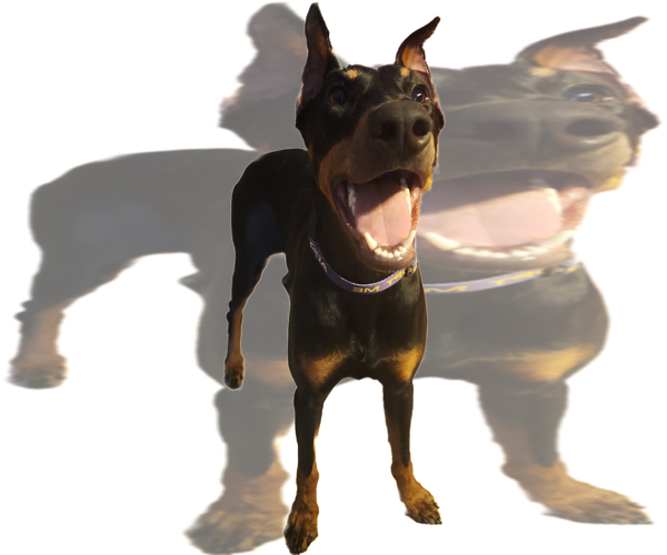 Medium Photo #5 Doberman Pinscher Puppy For Sale in Buffalo, MN, USA