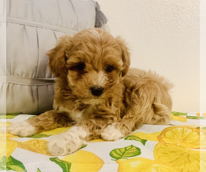 Poodle (Miniature) Puppy for sale in HILLSBORO, WI, USA
