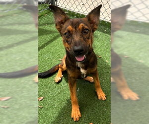 German Shepherd Dog Dogs for adoption in Texas City, TX, USA