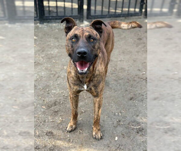 Medium Photo #1 Mutt Puppy For Sale in Riverside, CA, USA
