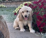 Small #2 Cocker Spaniel