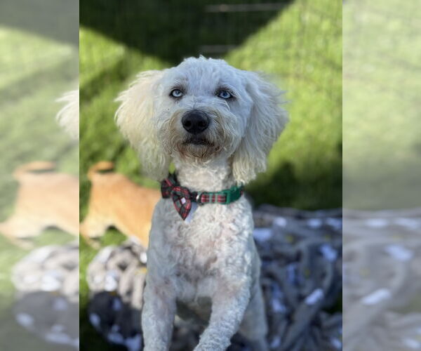 Medium Photo #3 Cock-A-Poo-Poodle (Miniature) Mix Puppy For Sale in Phoenix, AZ, USA