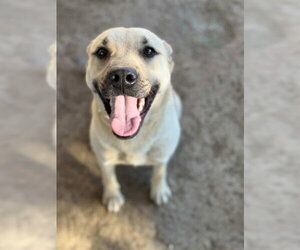 German Shepherd Dog Dogs for adoption in Riverside, CA, USA