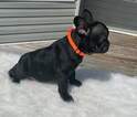 Small Photo #3 French Bulldog Puppy For Sale in BURGAW, NC, USA