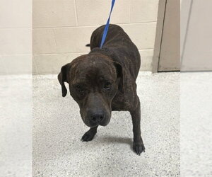 Mutt Dogs for adoption in Conroe, TX, USA