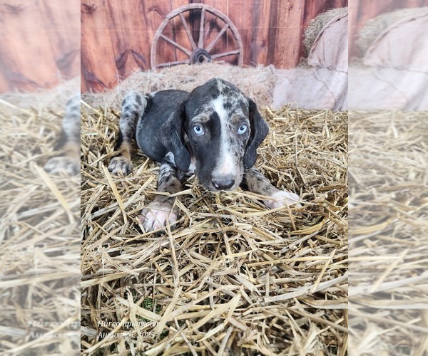 Medium Photo #4 Catahoula Leopard Dog Puppy For Sale in CUMBY, TX, USA