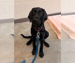 Small Labrador Retriever