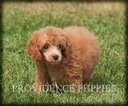 Small Photo #21 Poodle (Miniature) Puppy For Sale in COPPOCK, IA, USA