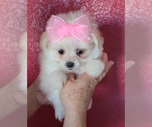 Pomeranian-Poodle (Toy) Mix Puppy for sale in SEBRING, FL, USA