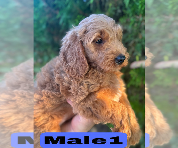 Medium Photo #21 Goldendoodle (Miniature) Puppy For Sale in BAKERSFIELD, CA, USA