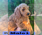 Small #20 Goldendoodle (Miniature)