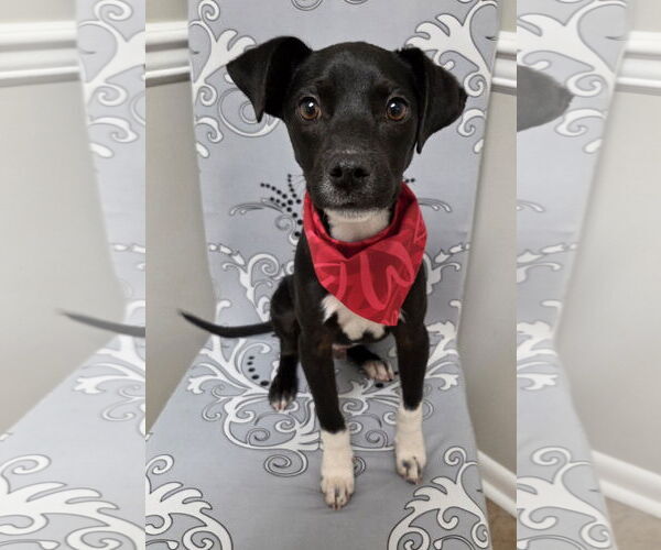 Medium Photo #2 Jack-Rat Terrier Puppy For Sale in Magnolia Springs, AL, USA