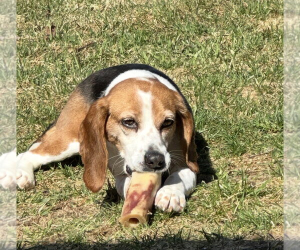 Medium Photo #2 Beagle Puppy For Sale in Alexander, AR, USA