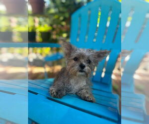 Mutt Dogs for adoption in Pacolet, SC, USA