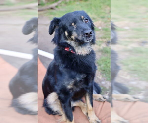 Medium Photo #8 Australian Shepherd-Unknown Mix Puppy For Sale in Andover, MN, USA