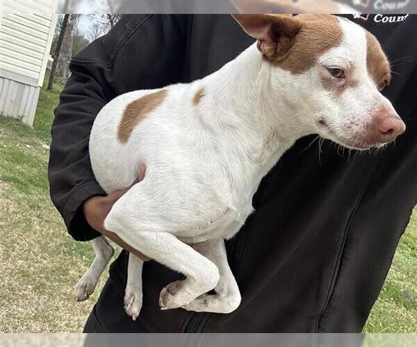 Medium Photo #1 Chihuahua Puppy For Sale in Houston, TX, USA