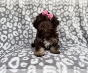 Cock-A-Poo Puppy for sale in LAKELAND, FL, USA
