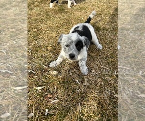 Medium Border-Aussie