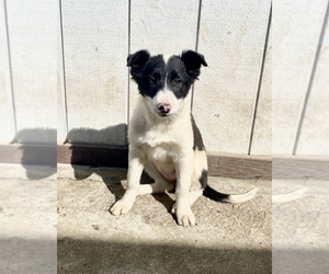 Border Collie Puppy for Sale in TRACY, California USA