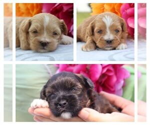 ShihPoo Litter for sale in THORP, WI, USA