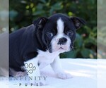Small #2 Boston Terrier