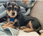 Small #2 Border Terrier-Norfolk Terrier Mix