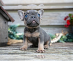 Puppy Sadie French Bulldog