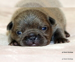 Small #7 French Bulldog