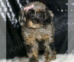 Small #4 Poodle (Miniature)