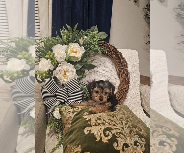 Medium Photo #3 Yorkshire Terrier Puppy For Sale in SALEM, OR, USA