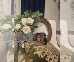 Small #2 Yorkshire Terrier