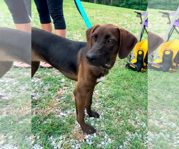 Medium Photo #2 Mutt Puppy For Sale in Roxboro, NC, USA